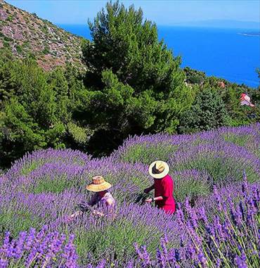 Lavender fields on Hvar