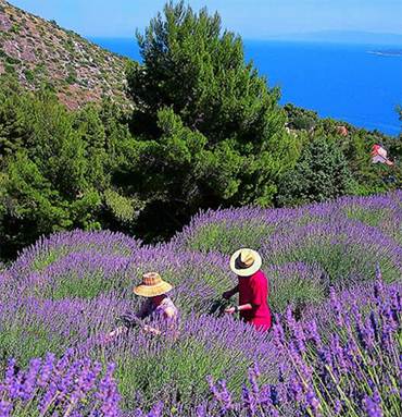 Beschreibung: Beschreibung: Beschreibung: Description: hvar_lavanda